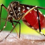 Casos no inverno indicam surto de dengue em 2016